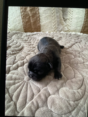Les chiots de Pekinois