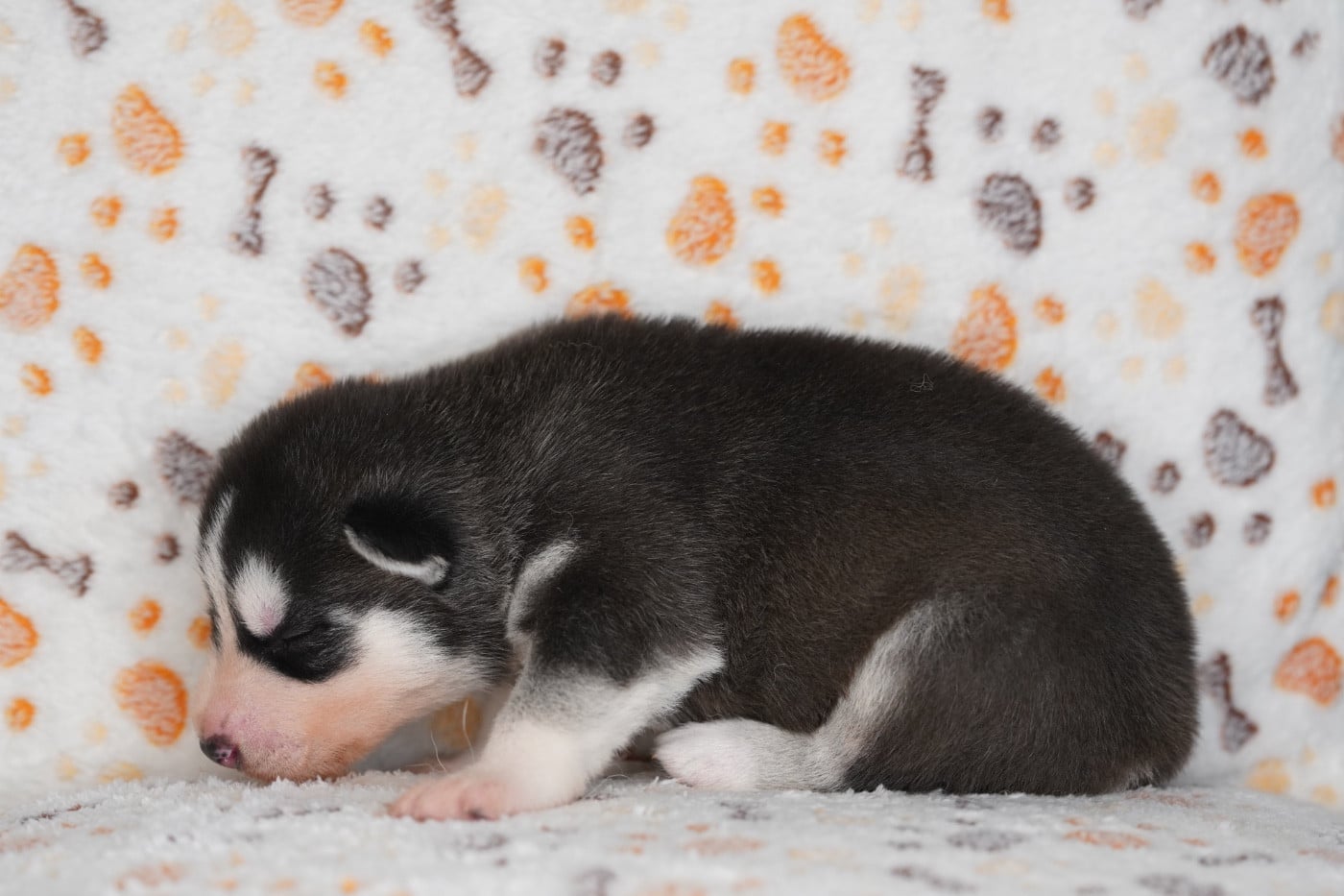 Siberian Husky - A Ton étoile