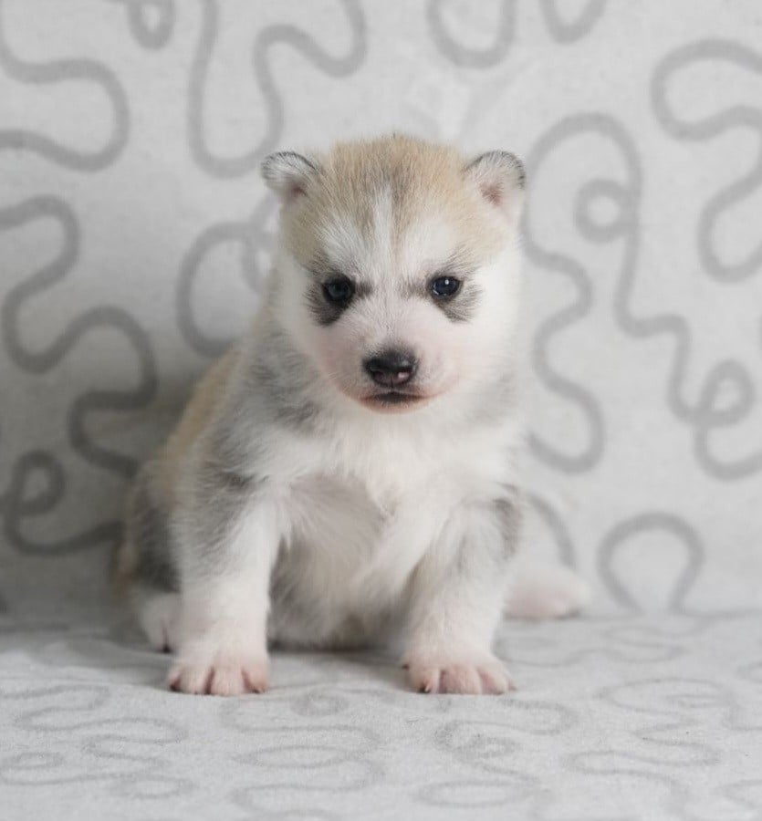 Siberian Husky - A Ton étoile