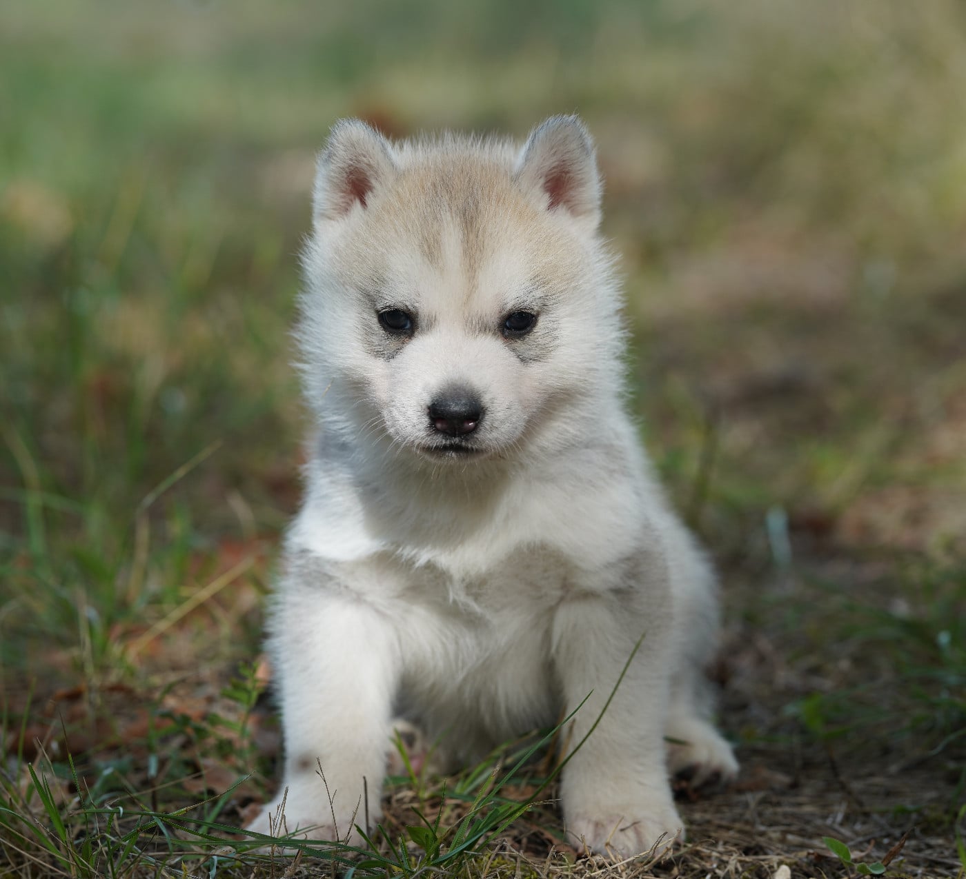 Siberian Husky - A Ton étoile