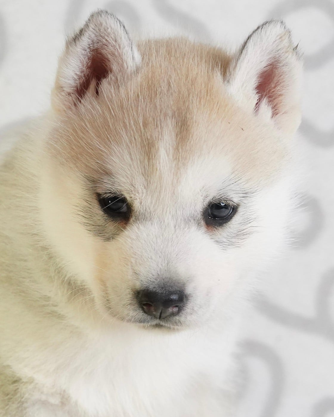 Siberian Husky - A Ton étoile