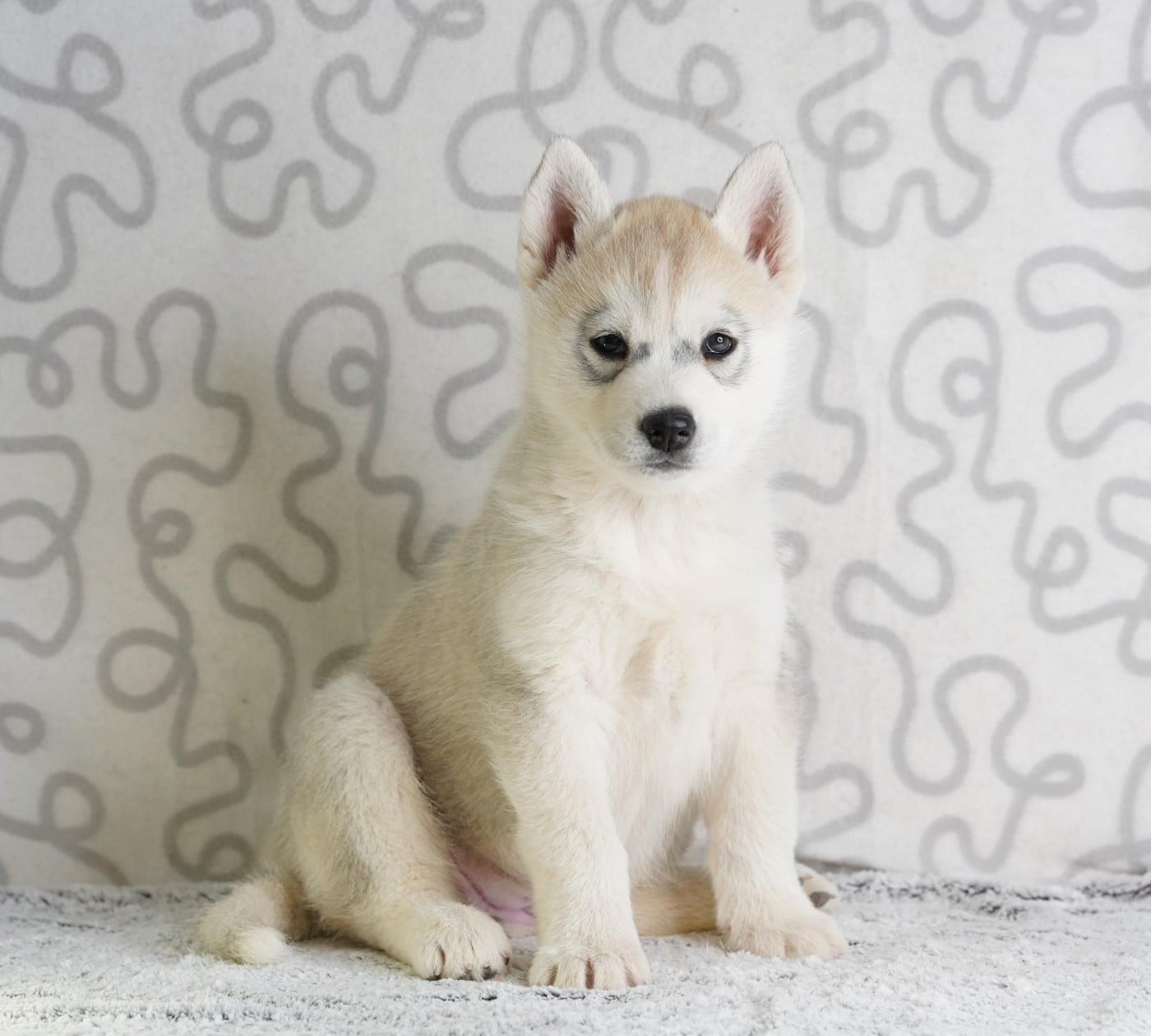 Siberian Husky - A Ton étoile