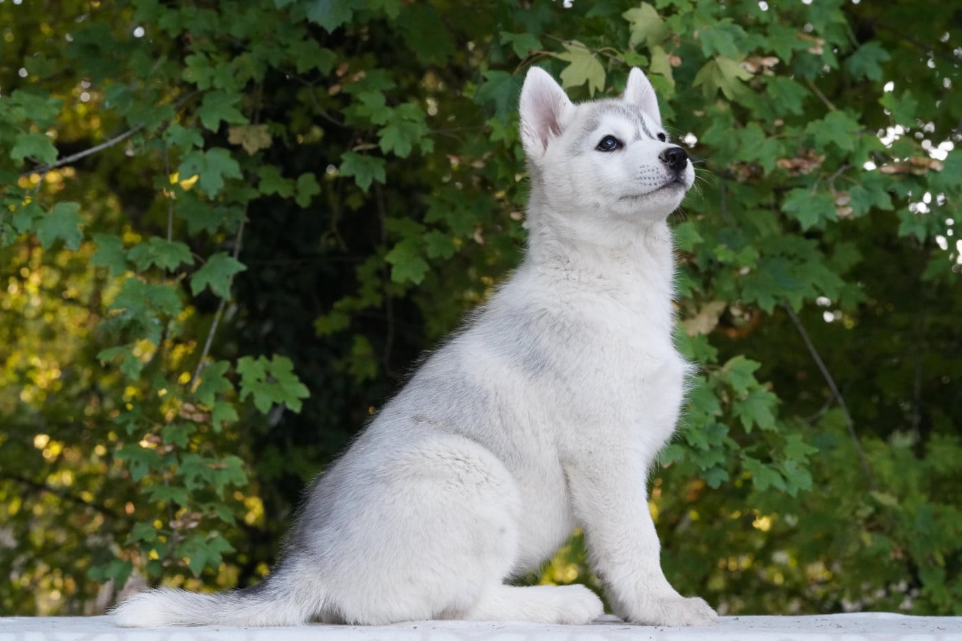 Siberian Husky - A Ton étoile