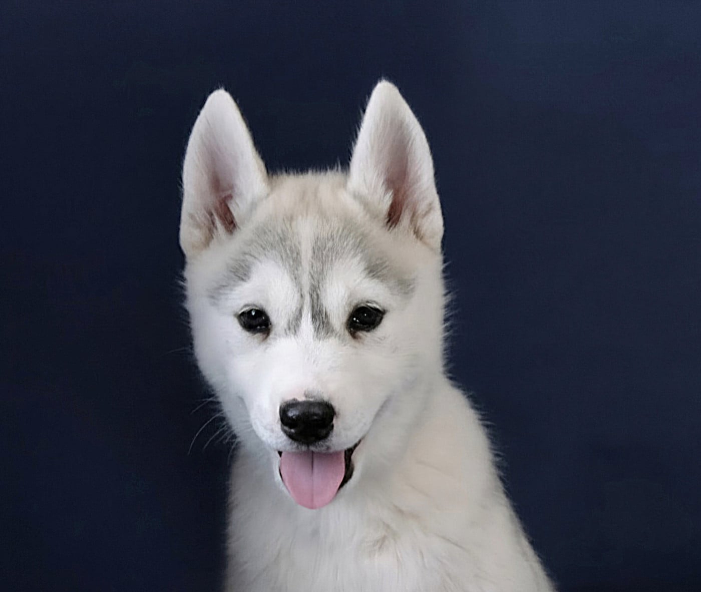 Siberian Husky - A Ton étoile