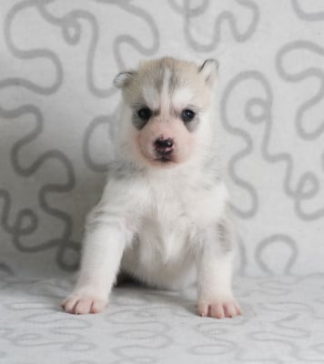 Les chiots de Siberian Husky