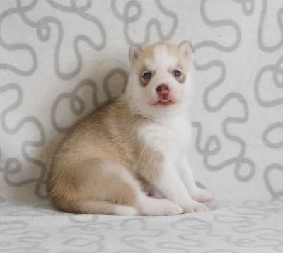 Les chiots de Siberian Husky