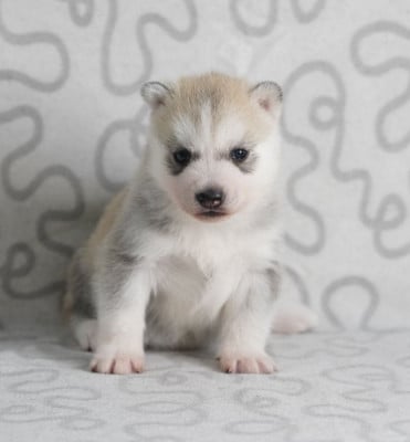 Les chiots de Siberian Husky