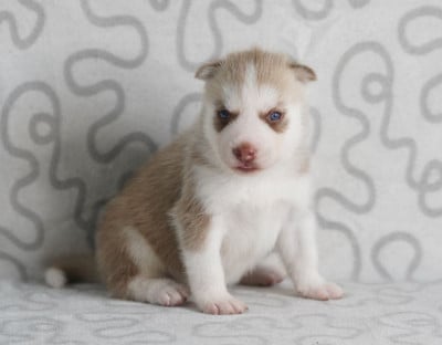 Les chiots de Siberian Husky