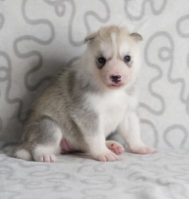 Les chiots de Siberian Husky