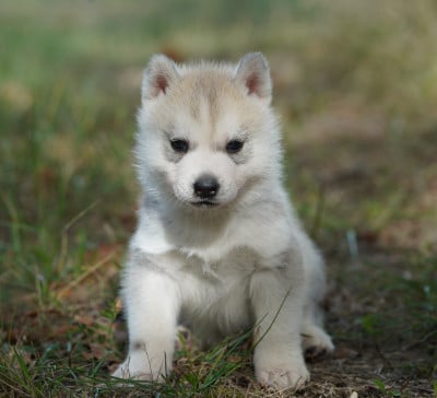 Les chiots de Siberian Husky