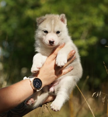Les chiots de Siberian Husky