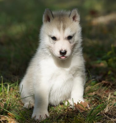 Les chiots de Siberian Husky