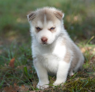 Les chiots de Siberian Husky