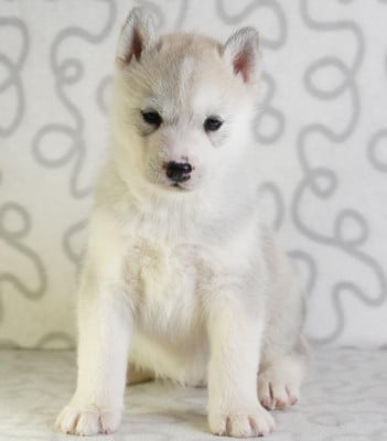 Les chiots de Siberian Husky