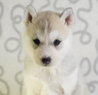 Les chiots de Siberian Husky