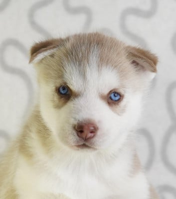 Les chiots de Siberian Husky