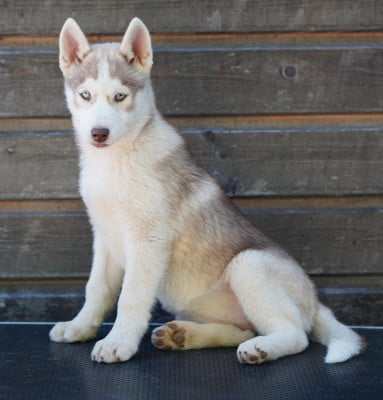 Les chiots de Siberian Husky