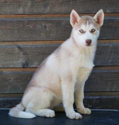 Les chiots de Siberian Husky