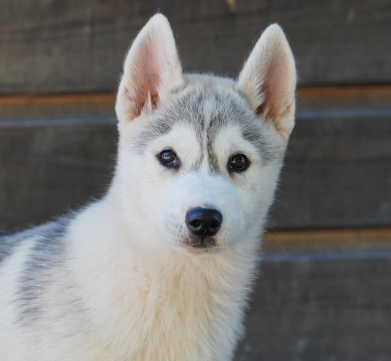 Siberian Husky - A Ton étoile