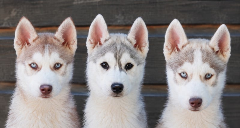Siberian Husky - A Ton étoile