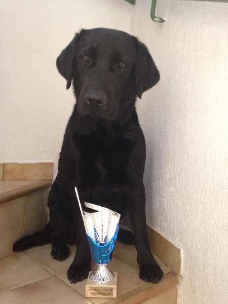 Glamour shadow des Vents de la Cavayere - 1ère excellent CACS