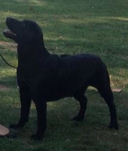 Glamour shadow des Vents de la Cavayere - 4ème excellent classe ouverte