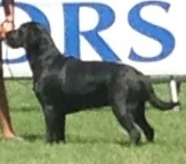 Glamour shadow des Vents de la Cavayere - 3ème excellent classe ouverte