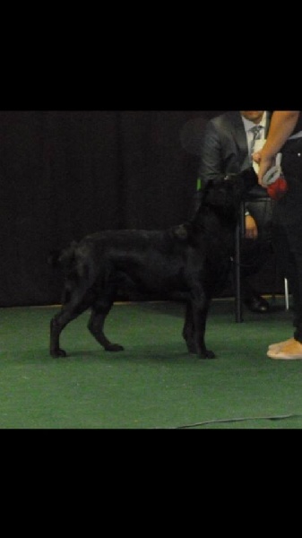 Glamour shadow des Vents de la Cavayere - 3ème excellent classe intermédiaire