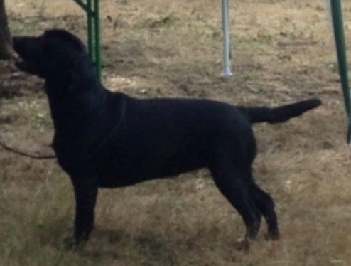 Glamour shadow des Vents de la Cavayere - 1ère excellent CACS