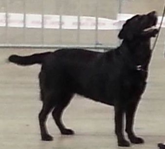 Glamour shadow des Vents de la Cavayere - 2ème excellent classe intermédiaire