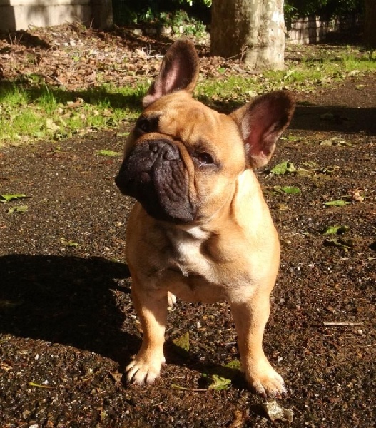 Publication : Des Jardins Du Roy Henry Auteur : Didier Marère