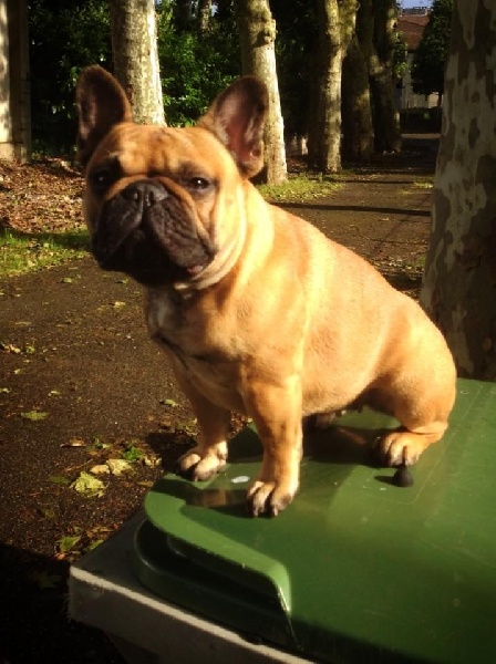 Publication : Des Jardins Du Roy Henry Auteur : Didier Marère