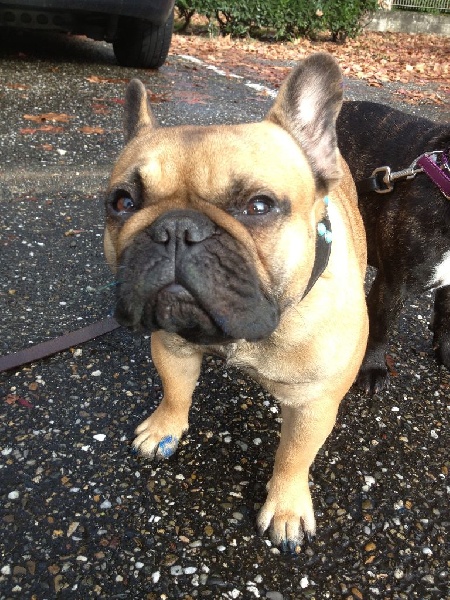 Publication : Des Jardins Du Roy Henry Auteur : Didier Marère