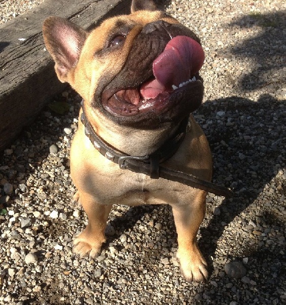 Publication : Des Jardins Du Roy Henry Auteur : Didier Marère