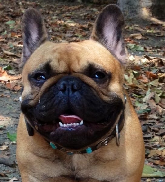 Publication : Des Jardins Du Roy Henry Auteur : Didier Marère