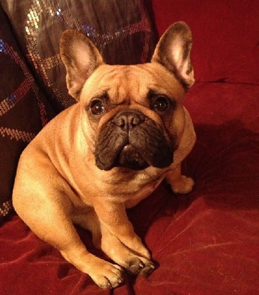 Publication : Des Jardins Du Roy Henry Auteur : Didier Marère