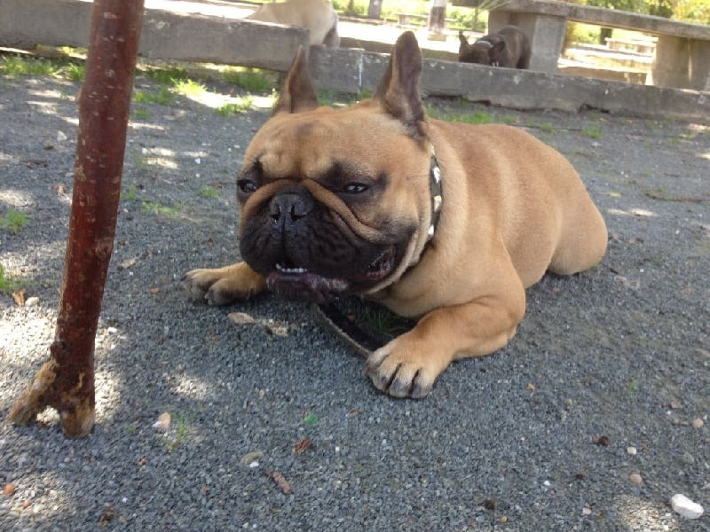 Publication : Des Jardins Du Roy Henry Auteur : Didier Marère
