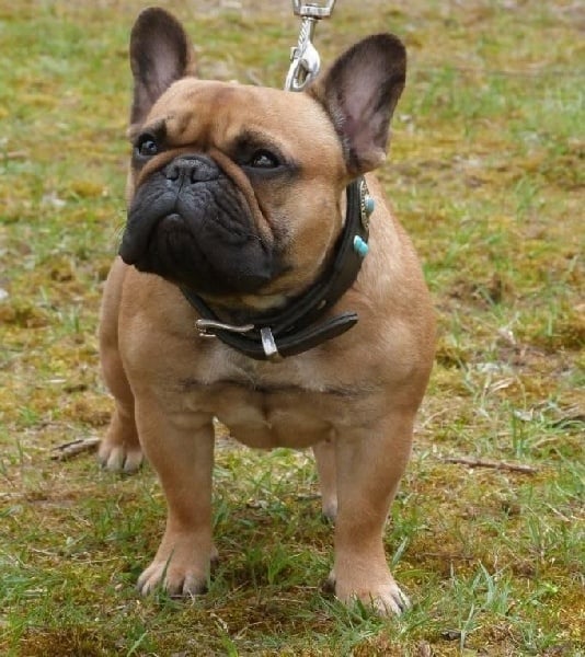 Publication : Des Jardins Du Roy Henry Auteur : Didier Marère