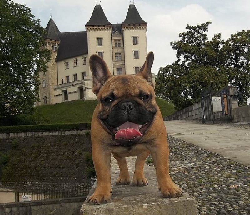 Publication : Des Jardins Du Roy Henry Auteur : Didier Marère