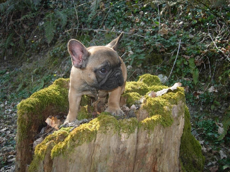 Publication : Des Jardins Du Roy Henry Auteur : Didier Marère