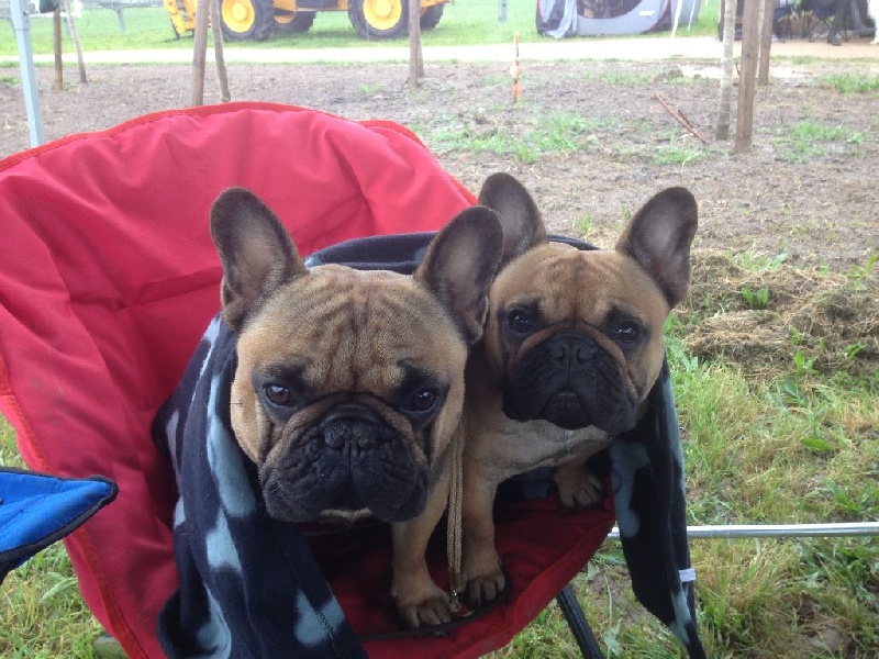 Publication : Des Jardins Du Roy Henry Auteur : Didier Marère