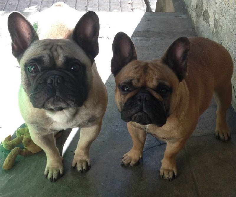 Publication : Des Jardins Du Roy Henry Auteur : Didier Marère