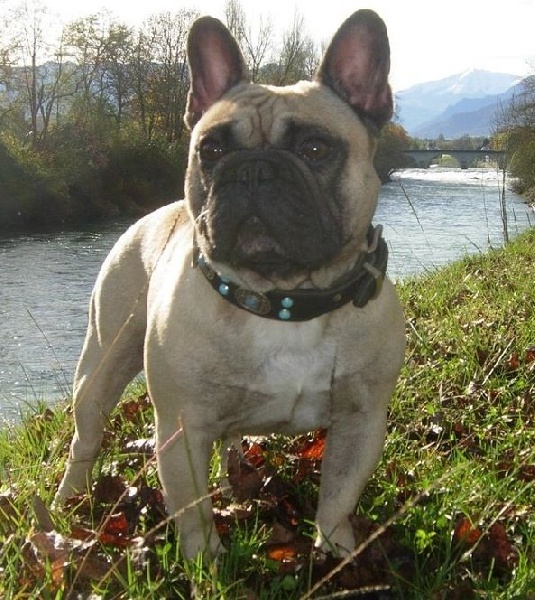 Accueil Elevage Des Jardins Du Roy Henry Eleveur De