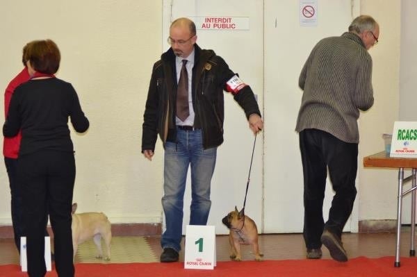 Guess demona des p'tits bout boul (Sans Affixe) - Classe inter Femelles 1er Exc - RCACS