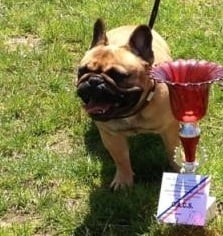 Guess demona des p'tits bout boul (Sans Affixe) - Classe Inter femelle - 1 er Excellent - CACS