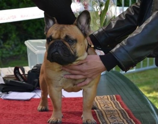 Guess demona des p'tits bout boul (Sans Affixe) - Classe inter femelle - Très Bon non classé