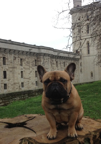 Guess demona des p'tits bout boul (Sans Affixe) - Classe jeune femelle - 3ème Très Bon