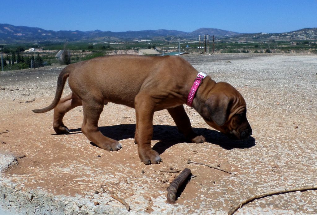 collier rose - Rhodesian Ridgeback