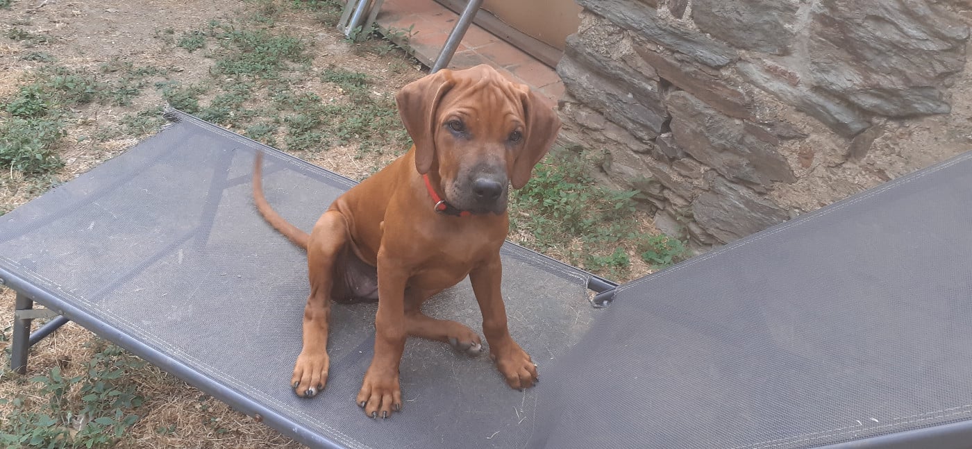 Bantu - Rhodesian Ridgeback