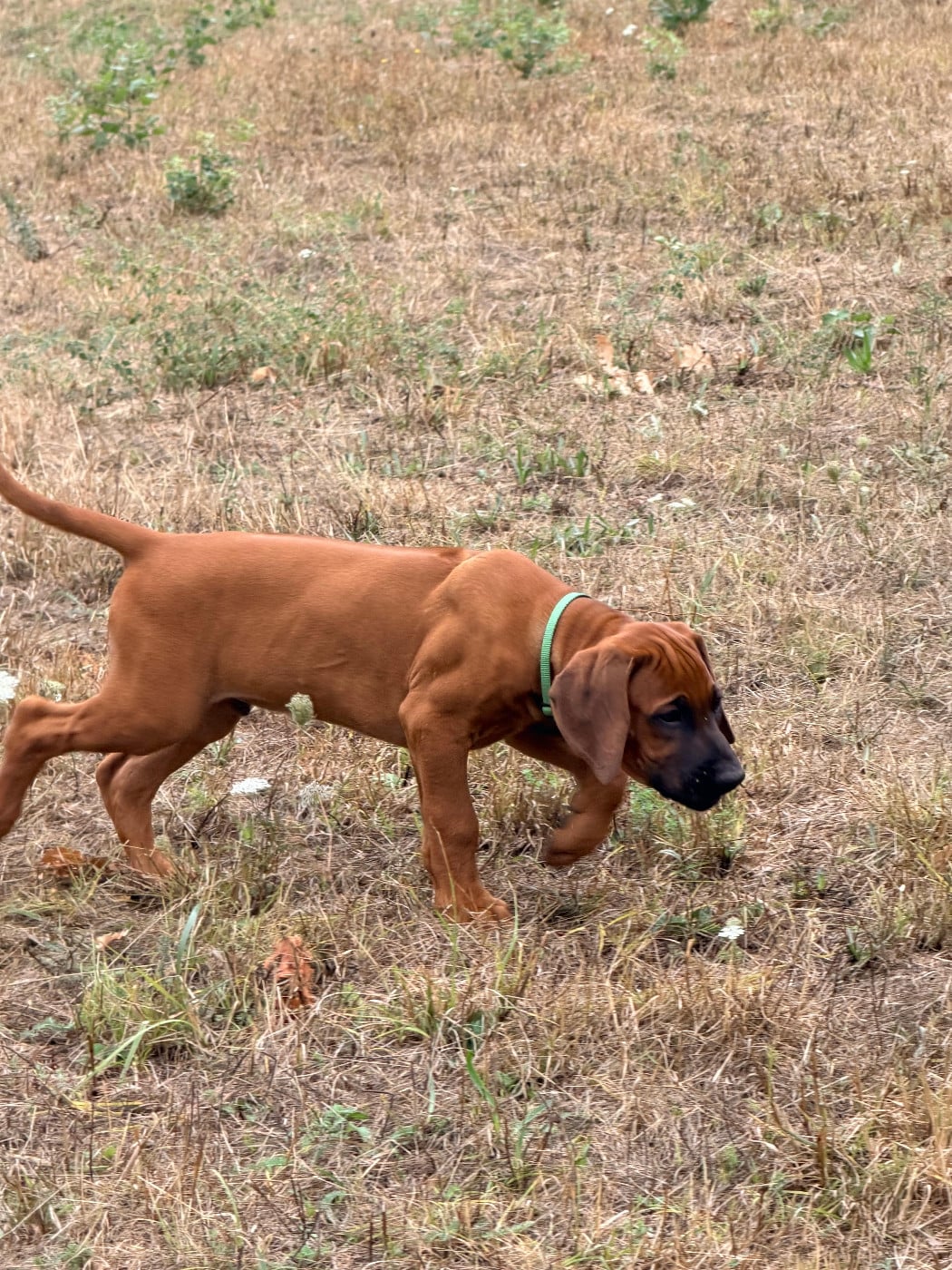 BRUCE